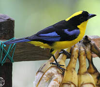 Blue-winged Mountain Tanager