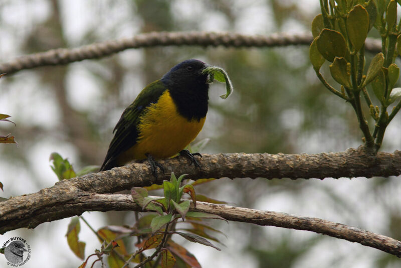 Black-chested Mountain Tanageradult, identification, feeding habits