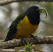 Black-chested Mountain Tanager