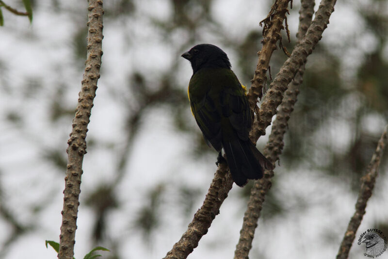 Tangara à poitrine noireadulte, identification