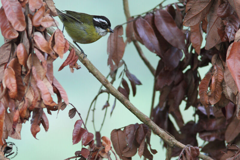 Sooty-capped Bush Tanageradult, identification