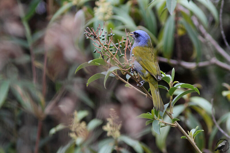 Tangara à tête bleueadulte, identification