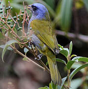 Blue-capped Tanager