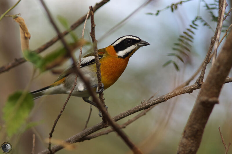 Western Spindalis male adult