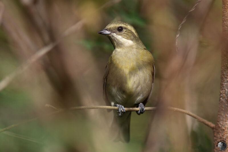 Western Spindalis female adult