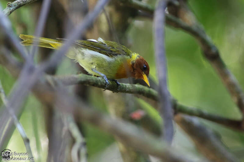 Rufous-headed Tanageradult, identification