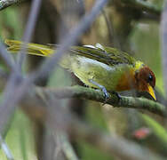 Rufous-headed Tanager