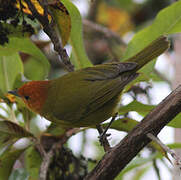 Rust-and-yellow Tanager