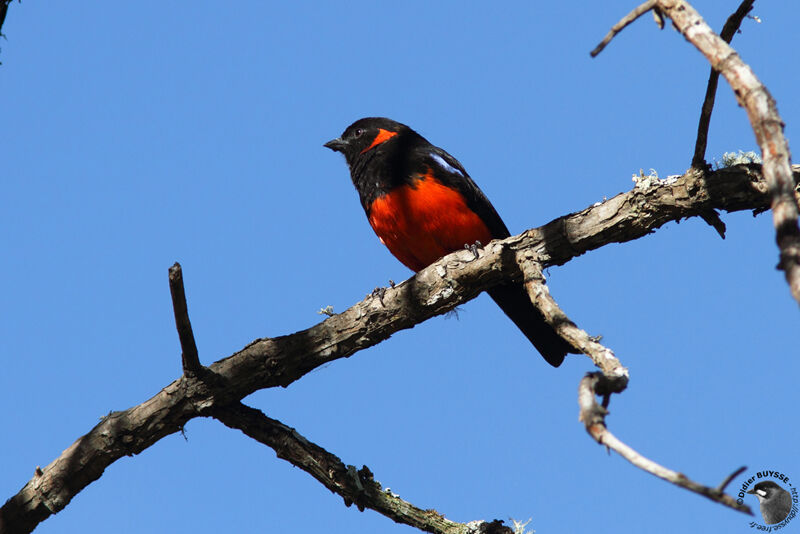 Scarlet-bellied Mountain Tanageradult breeding, identification