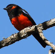 Scarlet-bellied Mountain Tanager