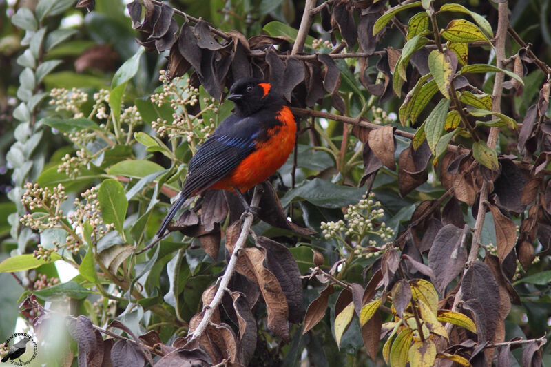 Scarlet-bellied Mountain Tanageradult, identification