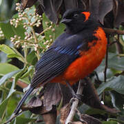 Scarlet-bellied Mountain Tanager