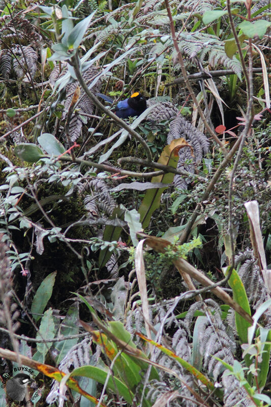 Tangara auréoléadulte, identification