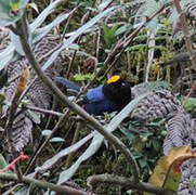 Golden-crowned Tanager