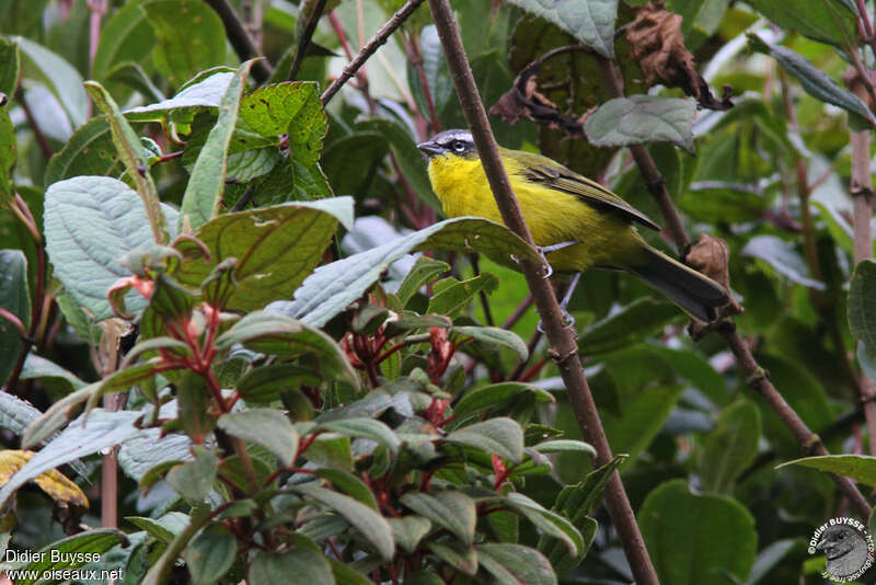 Superciliaried Hemispingusadult, identification