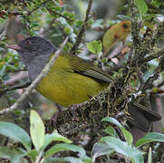 Grey-hooded Bush Tanager