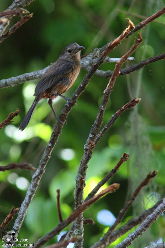 Ruby-crowned Tanager female adult