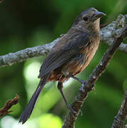 Ruby-crowned Tanager