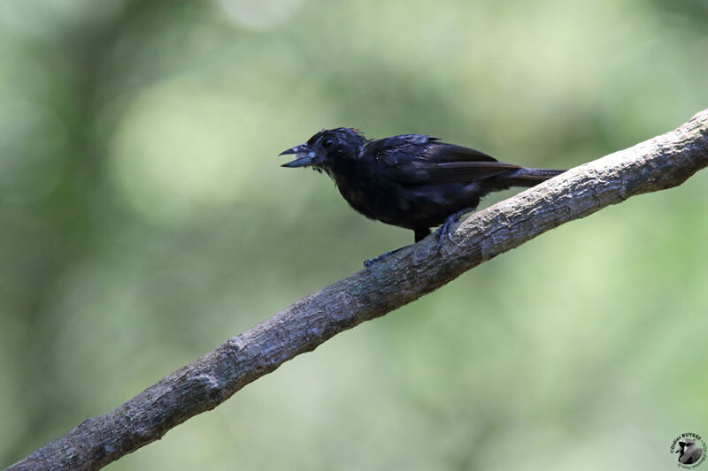 Ruby-crowned Tanager male adult, identification