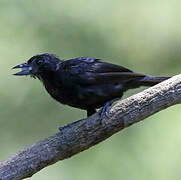 Ruby-crowned Tanager