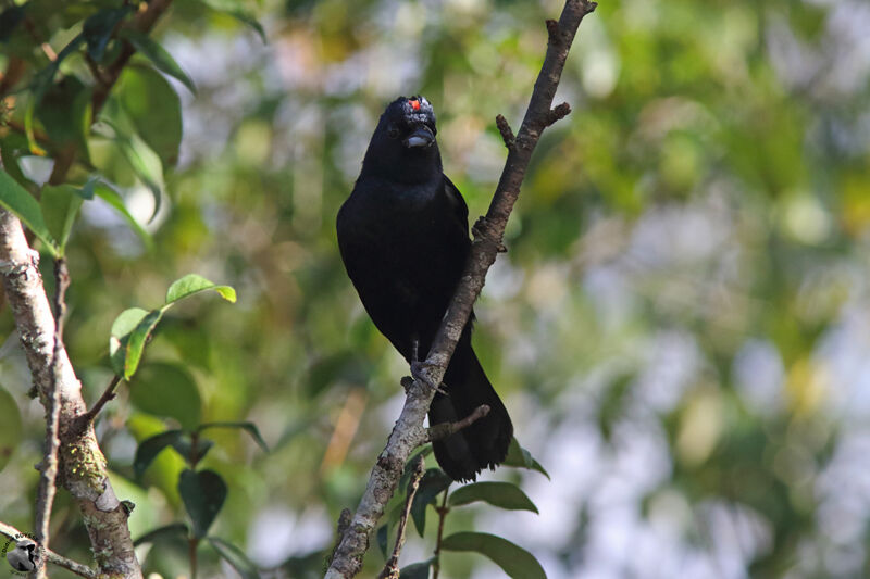 Ruby-crowned Tanager male adult breeding