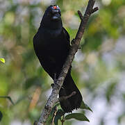 Ruby-crowned Tanager