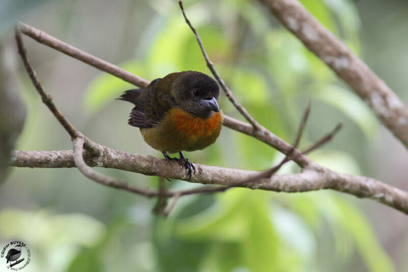 Scarlet-rumped Tanager (costaricensis) female adult, identification