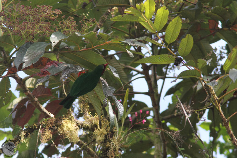 Grass-green Tanageradult, identification