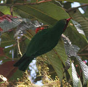 Grass-green Tanager