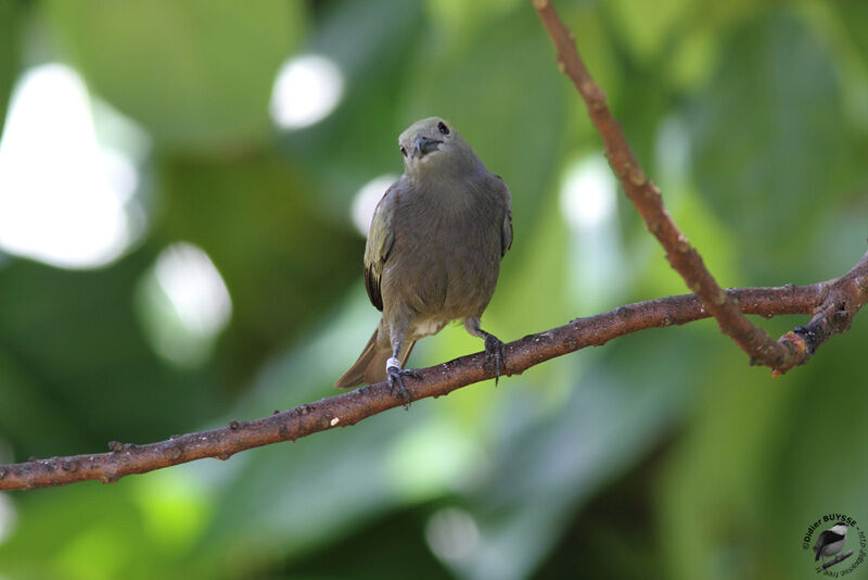 Tangara des palmiersadulte, identification