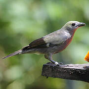 Palm Tanager