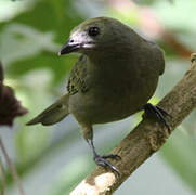 Palm Tanager