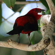 Brazilian Tanager