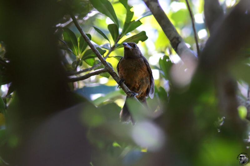 Tangara du Brésil femelle adulte, identification