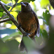 Brazilian Tanager