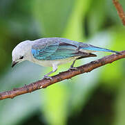 Blue-grey Tanager