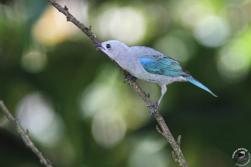 Blue-grey Tanager, identification