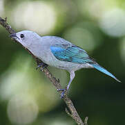 Blue-grey Tanager