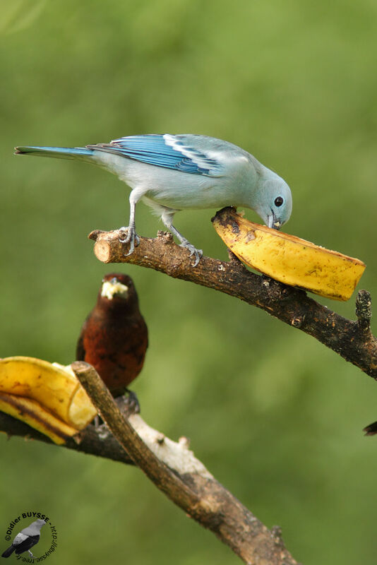 Blue-grey Tanageradult, identification