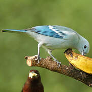 Blue-grey Tanager