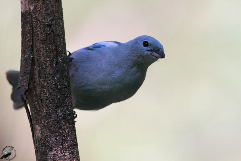 Blue-grey Tanageradult, identification