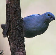 Blue-grey Tanager