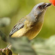 Blue-and-yellow Tanager