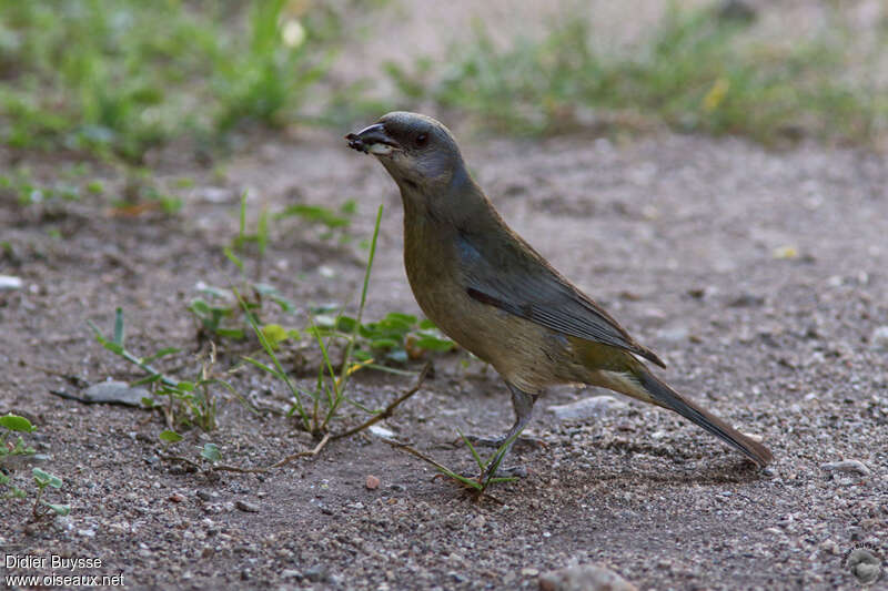 Tangara fourchu mâle immature, identification, mange