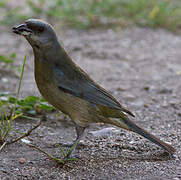 Blue-and-yellow Tanager