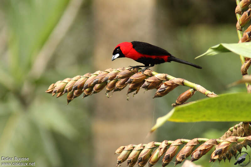 Masked Crimson Tanager male adult, feeding habits