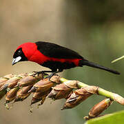 Masked Crimson Tanager