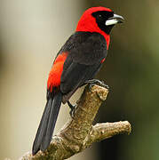 Masked Crimson Tanager