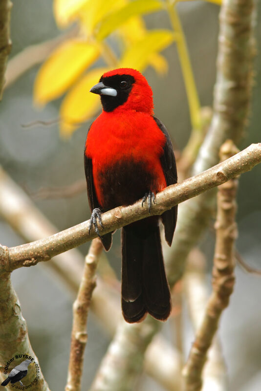 Masked Crimson Tanager male adult, identification