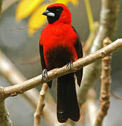 Masked Crimson Tanager